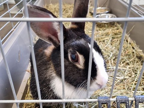 Opnieuw een konijn gevonden in Maassluis